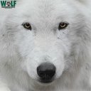 Wolf Conservation Center's avatar