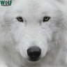 nywolforg's profile picture. The Wolf Conservation Center (WCC) envisions a world where wolves thrive. We prioritize education, advocacy, research, + recovery. News ➡️ Facebook + Bluesky