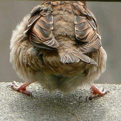 3sddcHFMuUdWV9H's profile picture. 雀好きのスイーツ(笑)