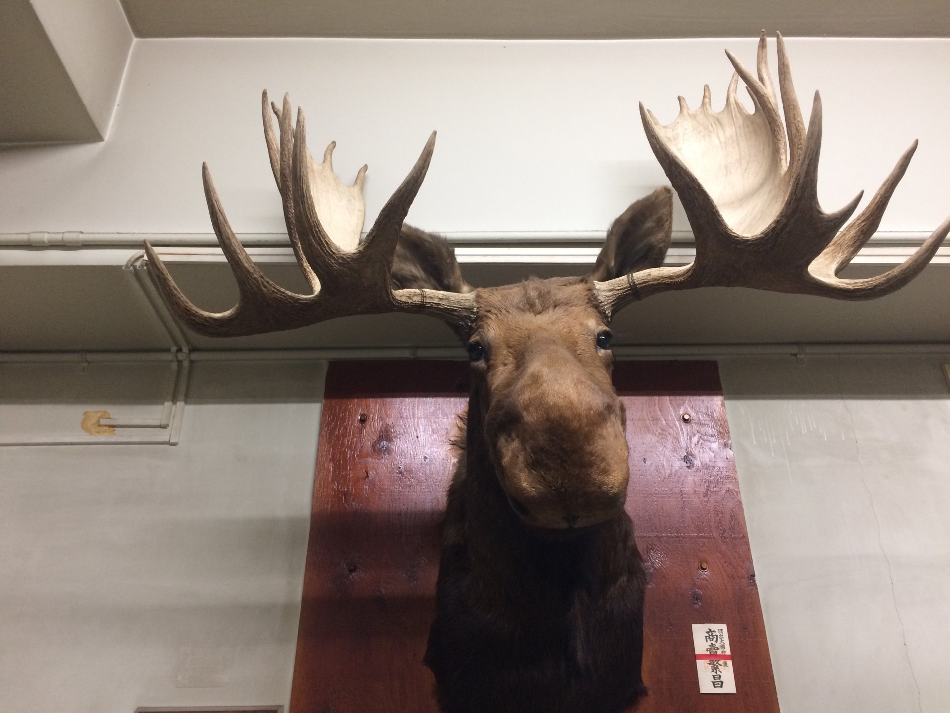 KotobukiLeather's profile picture. 大阪大国町で革の卸、小売をしております。レザーソムリエのいる革屋です。国産素材はもちろんイタリア産の感性溢れる上質レザー様々な種類を揃えて一枚からの販売もしております。 ご来店の際は事前連絡をいただきますと対応がスムーズです。 
※会議、担当者不在などもございます。ご予約なしですと対応させていただけないこともござます。