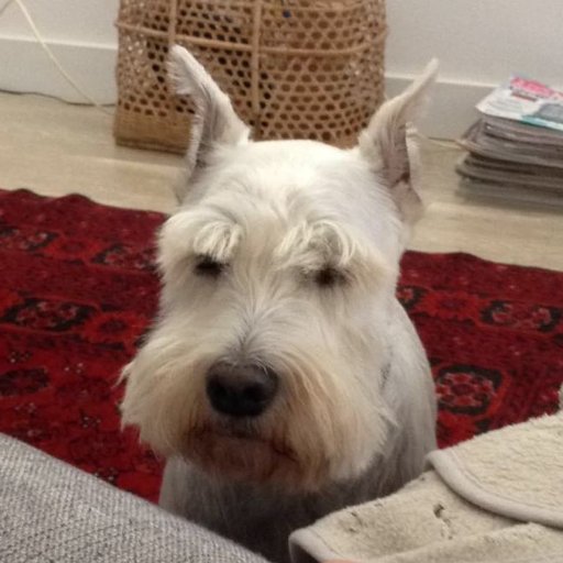 pinkeye2k's profile picture. 