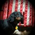 Tim Kularski🇺🇸MAGA (@timkularski) Twitter profile photo Tim Kularski🇺🇸MAGA (@timkularski) Twitter profile photo