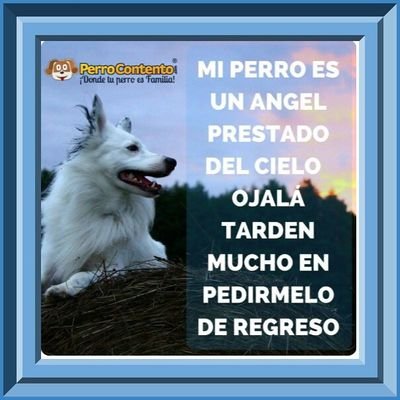 amo a los animales en especial a los perros😍