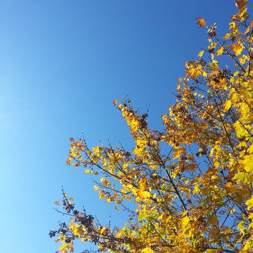 mygreenroad's profile picture. Support group for those who lost money following CML Pro Research