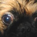 John Sheets - @picodog - Twitter