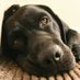 Sirius The Dog (@mansehound) Twitter profile photo Sirius The Dog (@mansehound) Twitter profile photo