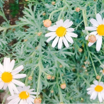 84_mikan's profile picture. ( ˘ ˘) 。o( 2025/変わる〜！)