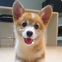 Corgilover(@CorgilLover) 's Twitter Profile Photo