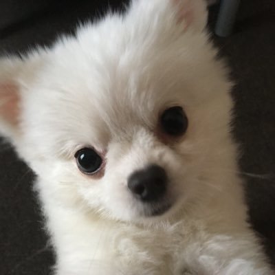 kabu_thedog Profile Picture