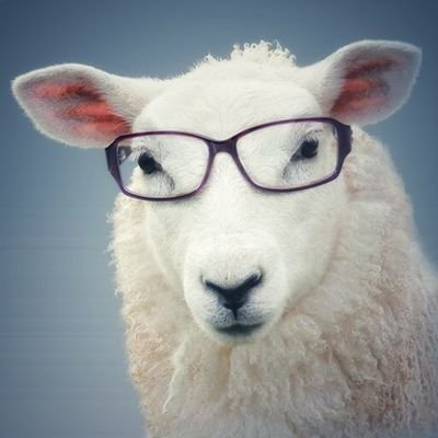 N04h_the_Sheep's profile picture. I tweet bullshit in Japanese and English.  英語と日本語でクソみたいな事をツイートします。