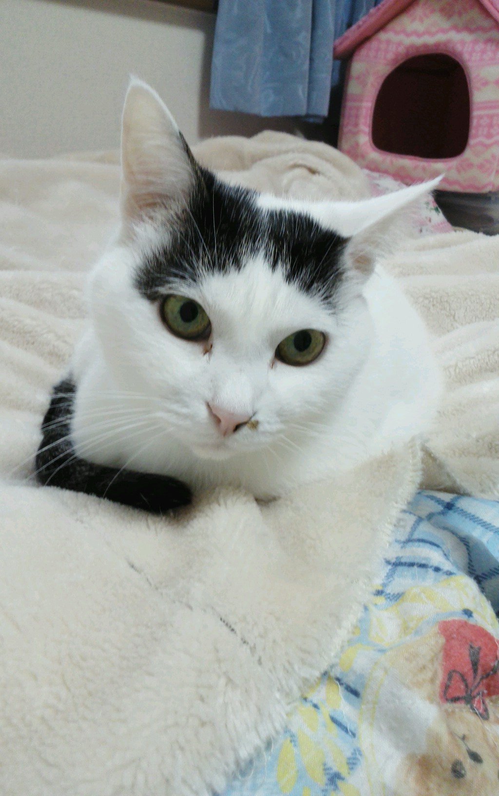 白黒の猫 Jvh0wmn0cvinyjy Twitter