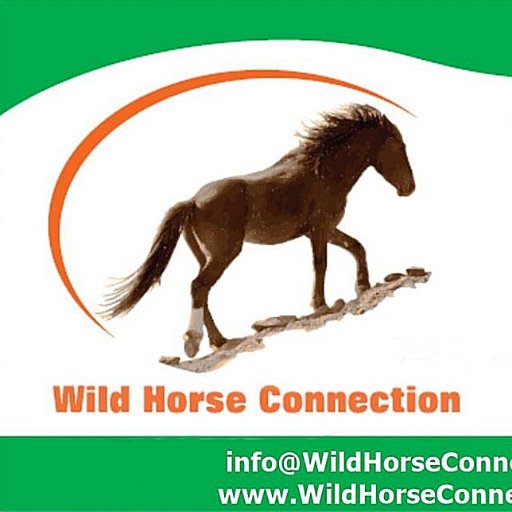 Wild Horse Connection a non-profit in Northern Nevada. Your Virginia Range Management Team, Connecting, Protecting & Educating. Boots on the Ground.
