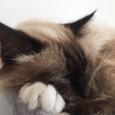 MOIetmonnombril's profile picture. Pédiatre, mais voulais être généticienne pour créer le marsupilami!