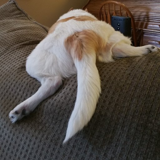 LucyDWigglebutt's profile picture. 🇺🇸God bless America!🇺🇸