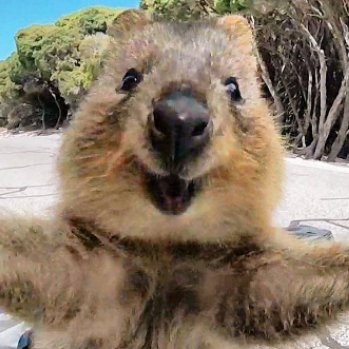 Pedro_SEC_R's profile picture. Invited Assistant Lecturer. InfoSec enthusiast. I love to break stuff. Understanding how things work is half the way for pwnage. Opinions are my own.