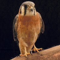 Investigación en la PUCE (@puceciencia) 's Twitter Profile