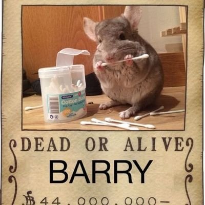 Baz from the Wirral, the Scarlett speedster in the chinchilla world, planning world domination one day at a time....