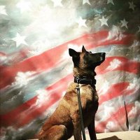 MilitaryWorkingDogs(@MWD_News) 's Twitter Profile Photo