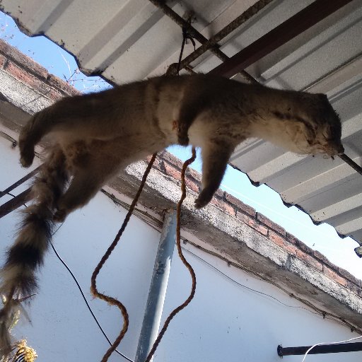 migang54's profile picture. 