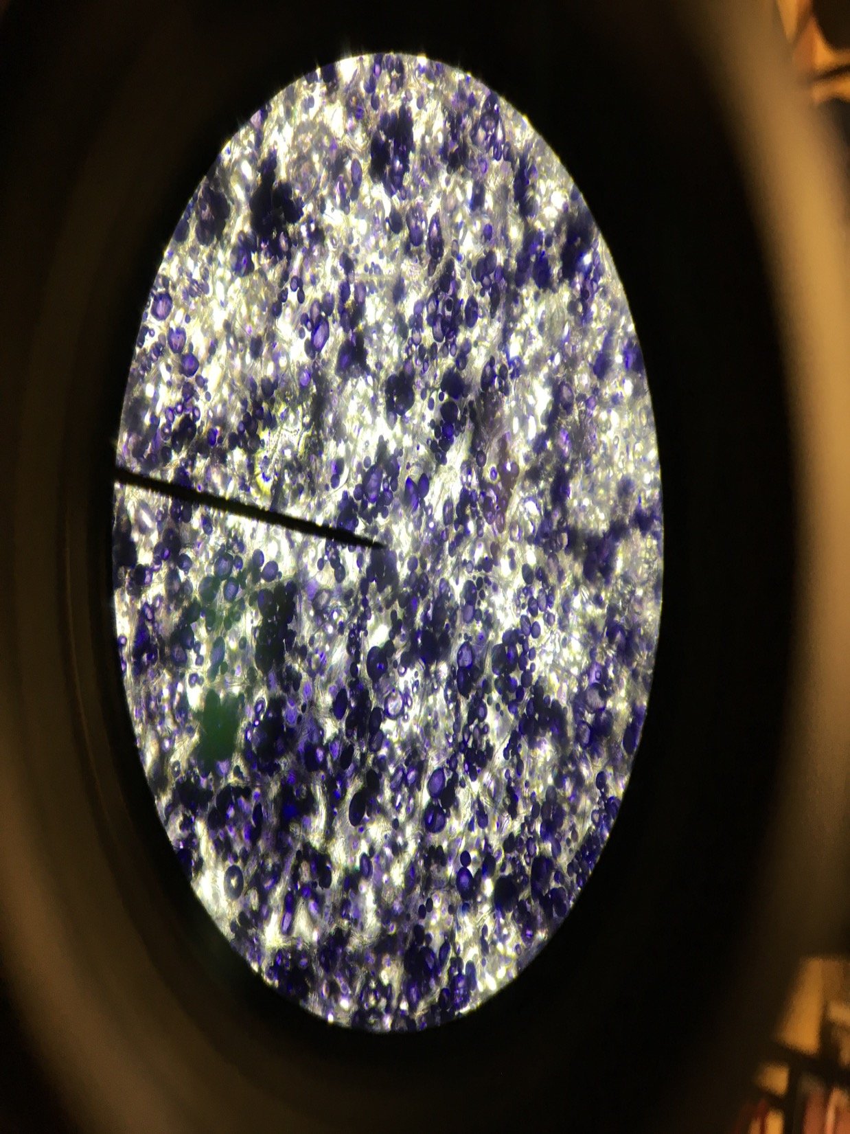 Samiera_Caeli's profile picture. Just an all around nerd finding her place in life