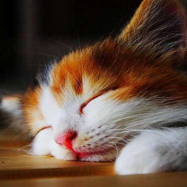 jiyuusha_info's profile picture. 出版社です。歴史と公民の教科書と歴史書を発行しております。書籍を通じて、わが国の伝統文化の素晴らしさをつたえていきたいと考えています。