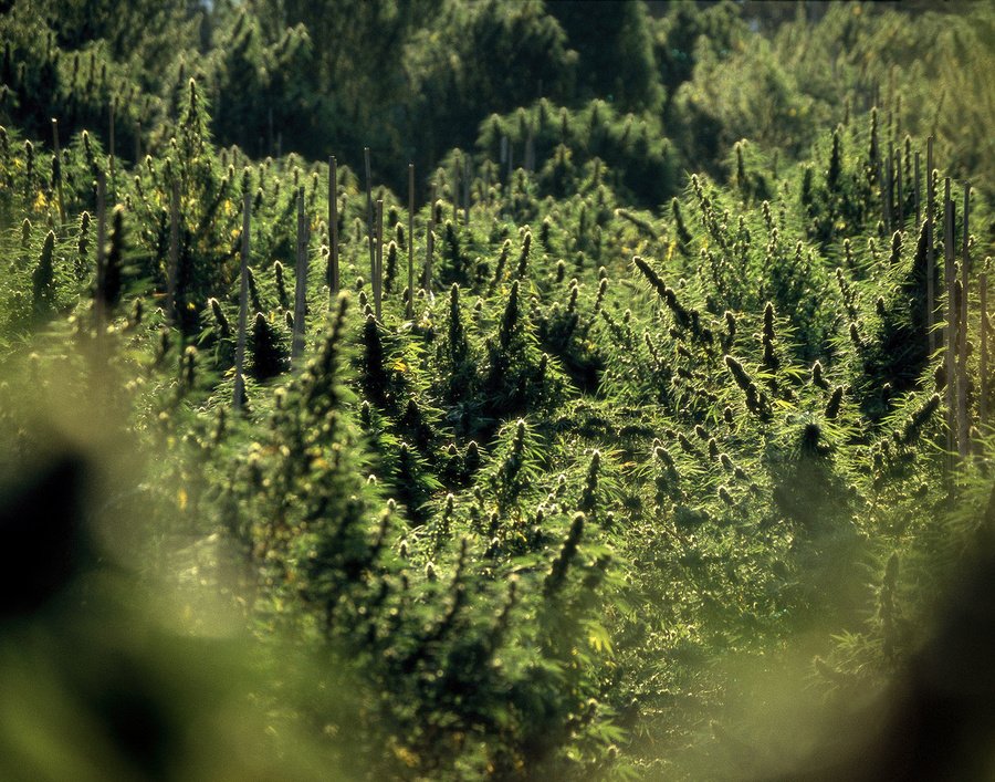 CannabisCS's profile picture. For Growers & Cannabis lovers everywhere 🌱
#GrowTips #Strains #Pics #News #Events and more...