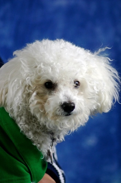 MrWinkle's profile picture. May age each year but will look like a puppy forever!