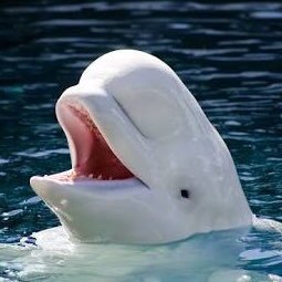 wks164's profile picture. 🐬🦉🐧❤️ fr:091227