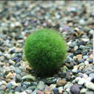 s5gFMItEM9H4C67's profile picture. ビーシュリンプ、熱帯魚ハマってます！
アクアリウム全般好きです！
インドア、アウトドアどっちも好きな
うちなーんちゅ(ｵｷﾅﾜﾉﾋﾄ)笑です！
よろしくお願いしますー
無言フォローすいません！