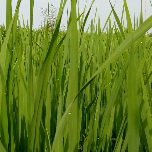 Kakatiyaorganic's profile picture. Organic food is the product of a farming system which avoids the use of man-made fertilisers, pesticides.