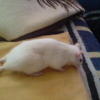 Micky Maus (@knallratte) Twitter profile photo