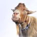 Myrtle the Goat (@myrtlethegoat) Twitter profile photo Myrtle the Goat (@myrtlethegoat) Twitter profile photo