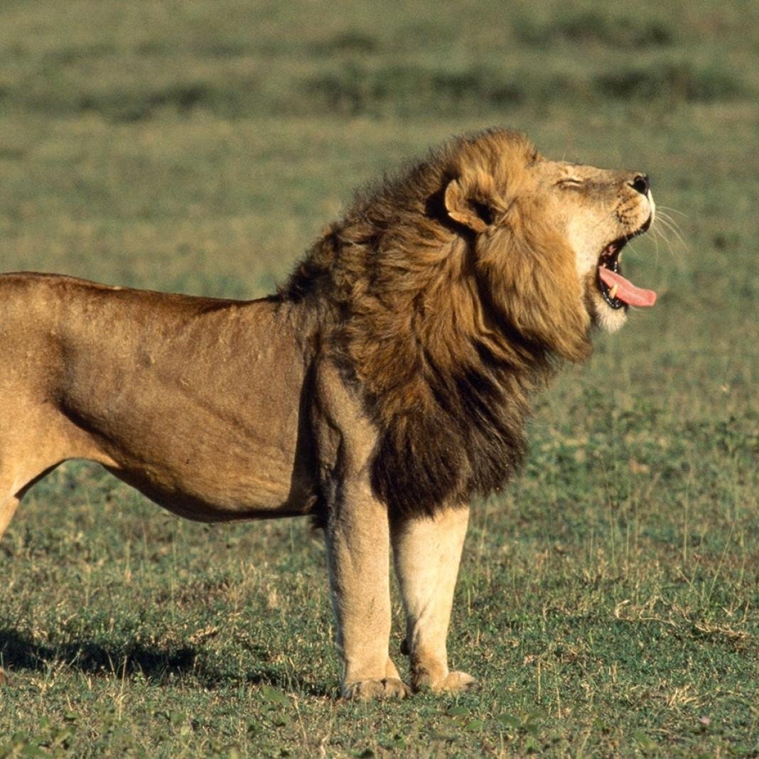 jamilathompso20's profile picture. we live in the best era