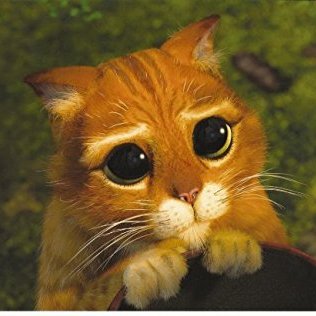 spagettiCode's profile picture. 