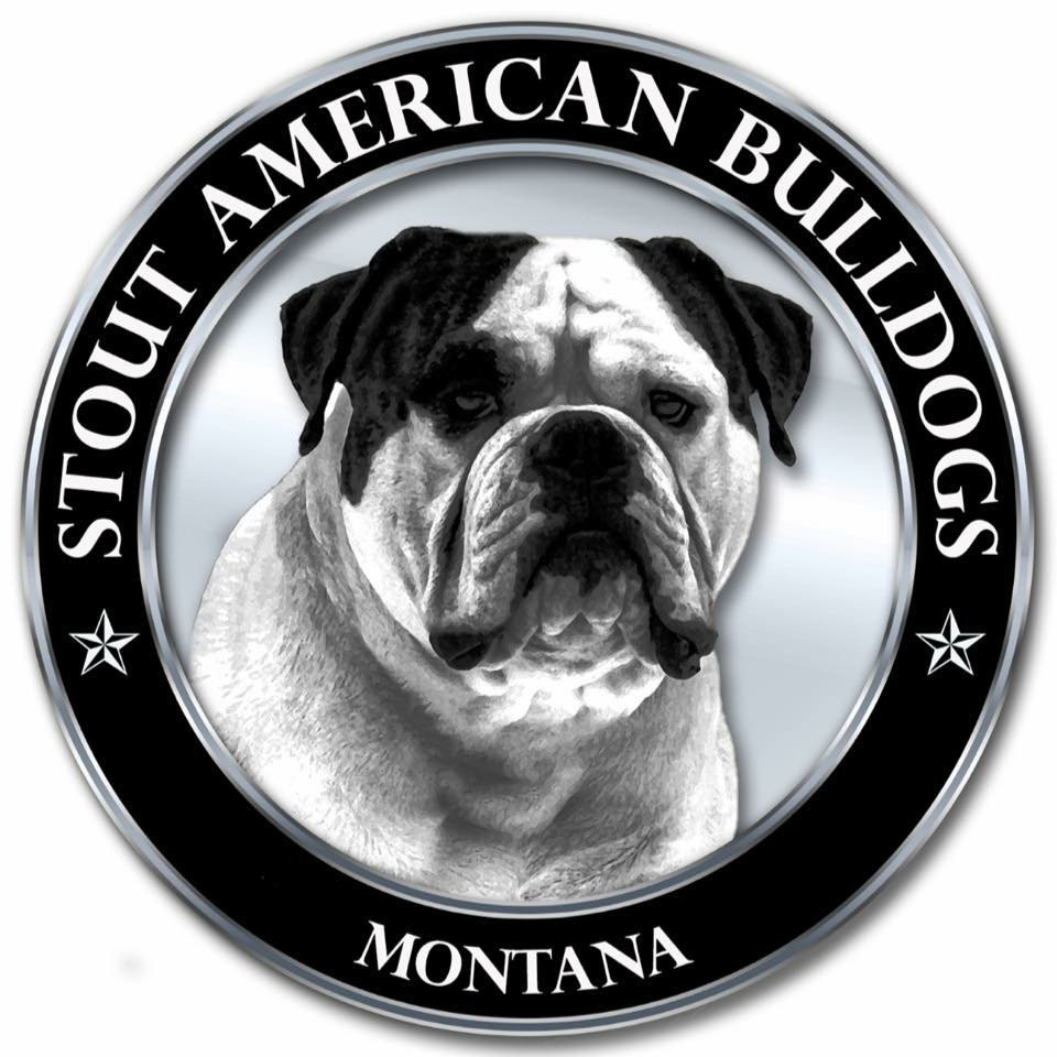 Stout_Bulldogs's profile picture. We're very passionate about American bulldogs. we focusing on 3 main traits when breeding these remarkable animals. Sound temperaments, health and structure!!!