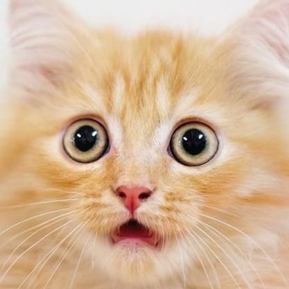 fanculturegames's profile picture. Fuck business, let's make video games.