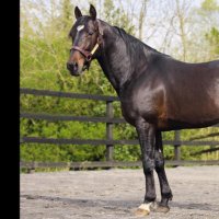 Kody Charles (@ktcbloodstock) 's Twitter Profile