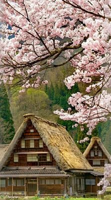 Dulana95's profile picture. Cricket fan ; nature photography ; bookworm