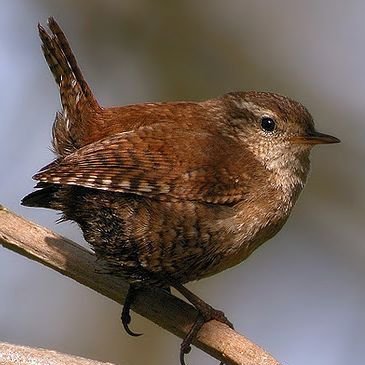 Just a bird trying to get by, hoping to find the frenchiest fry.