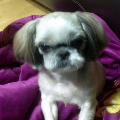 그래도 살만한 세상~특정 정당을 지지 하지는 않음,~~개 하고 의사소통 가능~우리 강아지 성질 났음~!!