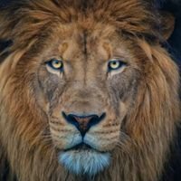 sourabh_spac's profile picture. Programmer, Graphics Designer.