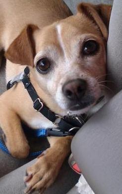 The_WonderDog's profile picture. I've been a stray, a shelter, a rescue dog & foster dog for over ONE YEAR!! Got adopted & there's some snark going on over here - living with @amys_bus_ticket