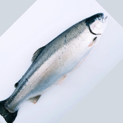 Promoting Norwegian Fjord Trout and its benefits. #seafood