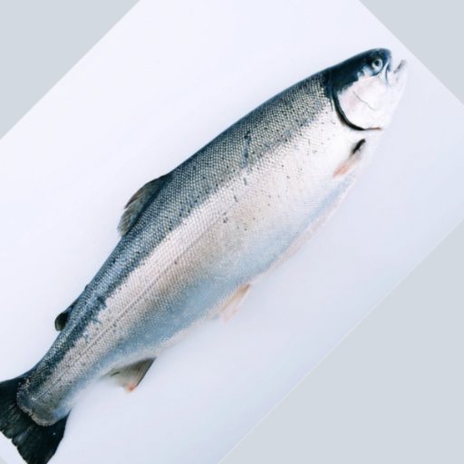 FjordTrout's profile picture. Promoting Norwegian Fjord Trout and its benefits. #seafood