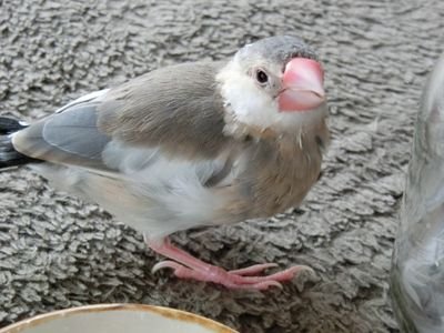 鳥が好きです( ・◇・)特に文鳥が好きです。
皆さんの鳥をながめるために始めました( ´∀｀)