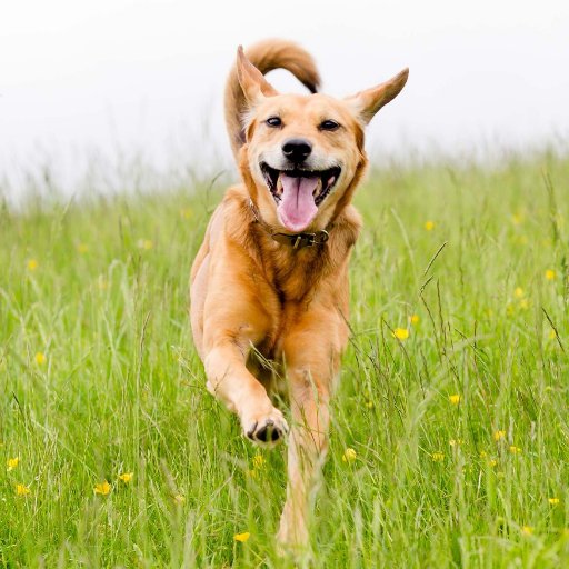 A Healthy Pet is a Happy Pet!! Keep your Dogs and Cats Happy and Healthy with Wapiti Labs Supplements made out of Elk Velvet Antler and Natural Herbs!