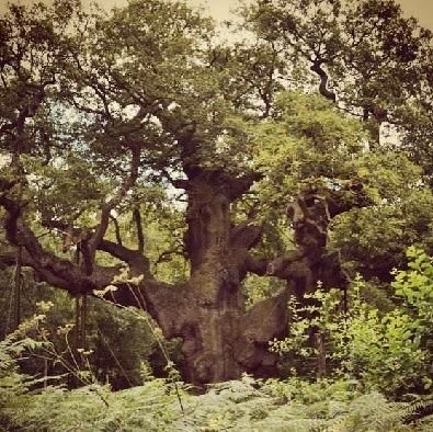 Heritage Tourism providers for Sherwood Forest.
Sherwood Forest History & Archaeology Tours.
Notts Stars Award Winners 2018 & Finalists 2019