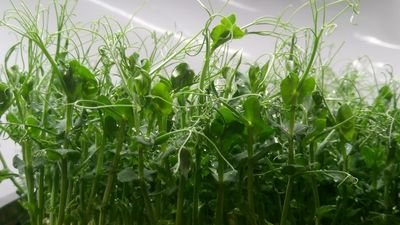 We grow #Microgreens with organic coco coir in #compostable trays in #Corkcity. Supplying award winning restaurants and #localfood businesses 🌱