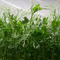 Green Space (@corkurbanfarm) 's Twitter Profile