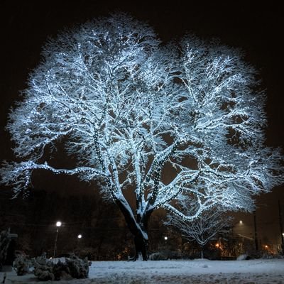 nicodf's profile picture. 